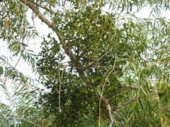 Phoradendron macrophyllum