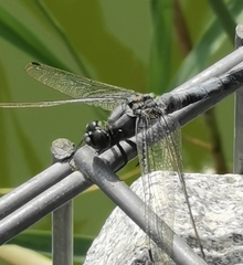 Orthetrum cancellatum