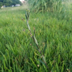 Sida rhombifolia