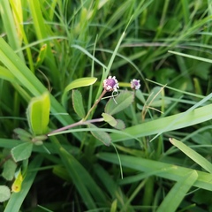 Phyla nodiflora