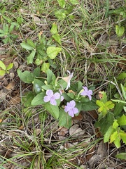 Ruellia humilis