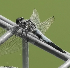 Orthetrum cancellatum
