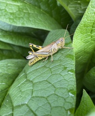 Melanoplinae