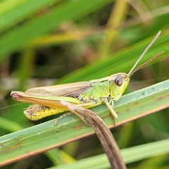 Pseudochorthippus montanus