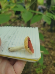 Russula fragilis