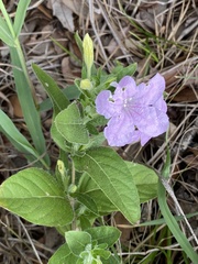 Ruellia humilis