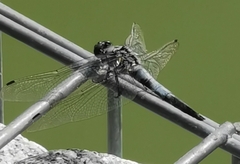 Orthetrum cancellatum