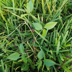 Vigna luteola