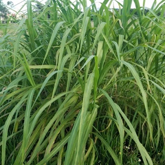 Poaceae