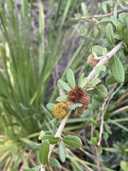 Andricus quercusfoliatus