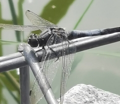 Orthetrum cancellatum