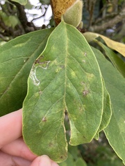 Phyllocnistis magnoliella