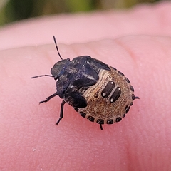 Eurygaster testudinaria