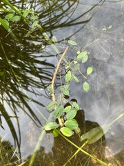 Potamogeton diversifolius