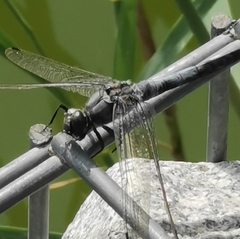 Orthetrum cancellatum