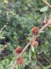 Andricus quercusfoliatus