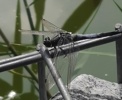 Orthetrum cancellatum