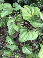 Dioscorea polystachya