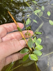 Potamogeton diversifolius