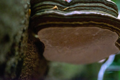 Ganoderma