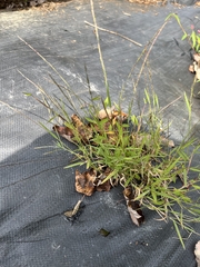 Muhlenbergia schreberi