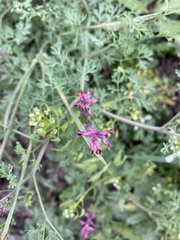 Fumaria officinalis