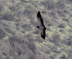 Geranoaetus melanoleucus
