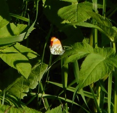 Anthocharis cardamines