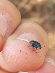 Sehirus cinctus albonotatus