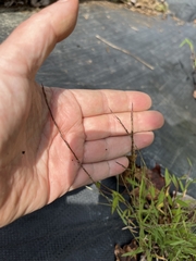 Muhlenbergia schreberi