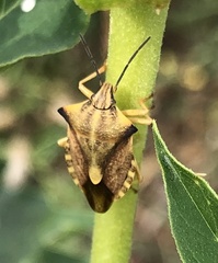 Carpocoris fuscispinus