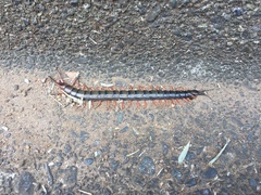 Scolopendra japonica