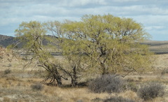 Salix babylonica