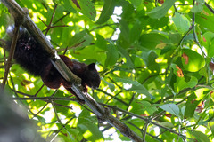 Callosciurus finlaysonii