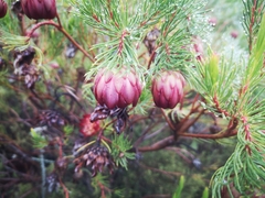 Protea nana