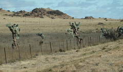 Opuntia robusta