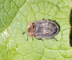Oiceoptoma thoracicum