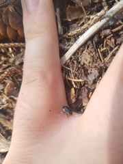 Sehirus cinctus albonotatus