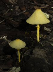 Leucocoprinus birnbaumii image