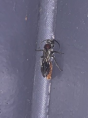 Sphaeropthalma imperialis