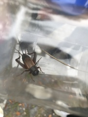 Gryllus