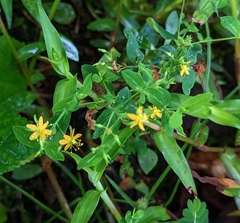 Hypericum mutilum