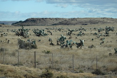 Opuntia robusta