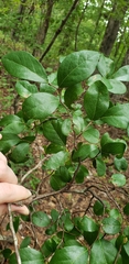 Vaccinium arboreum