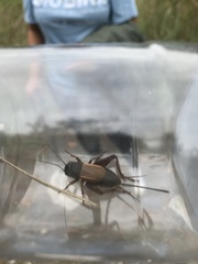 Gryllus