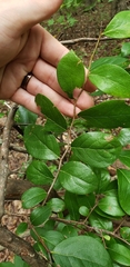 Vaccinium arboreum
