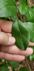 Vaccinium arboreum