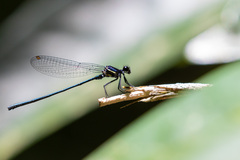 Onychargia atrocyana