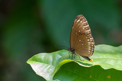 Euploea