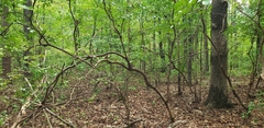 Vaccinium arboreum